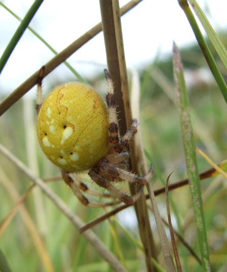 Orb Weaver Spiders | Worcestershire Wildlife Trust